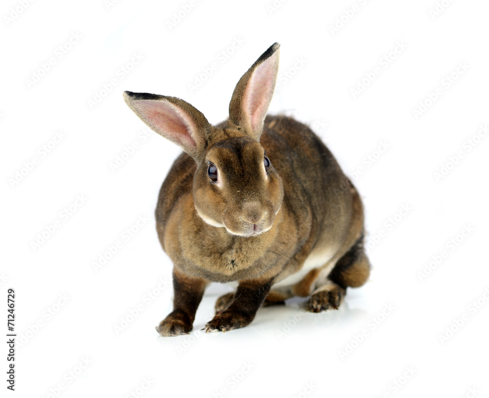 rabbit isolated on a white background rabbit isolated on a white background