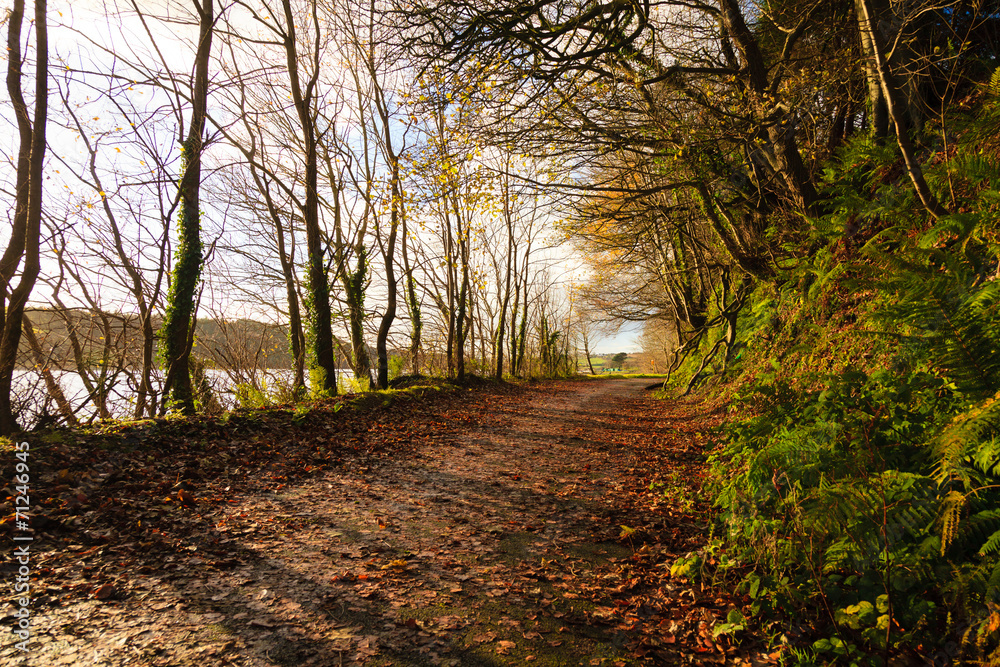 Autumn Pathway. Landscape with the autumnal forest. Autumn Pathway. Landscape with the autumnal forest.