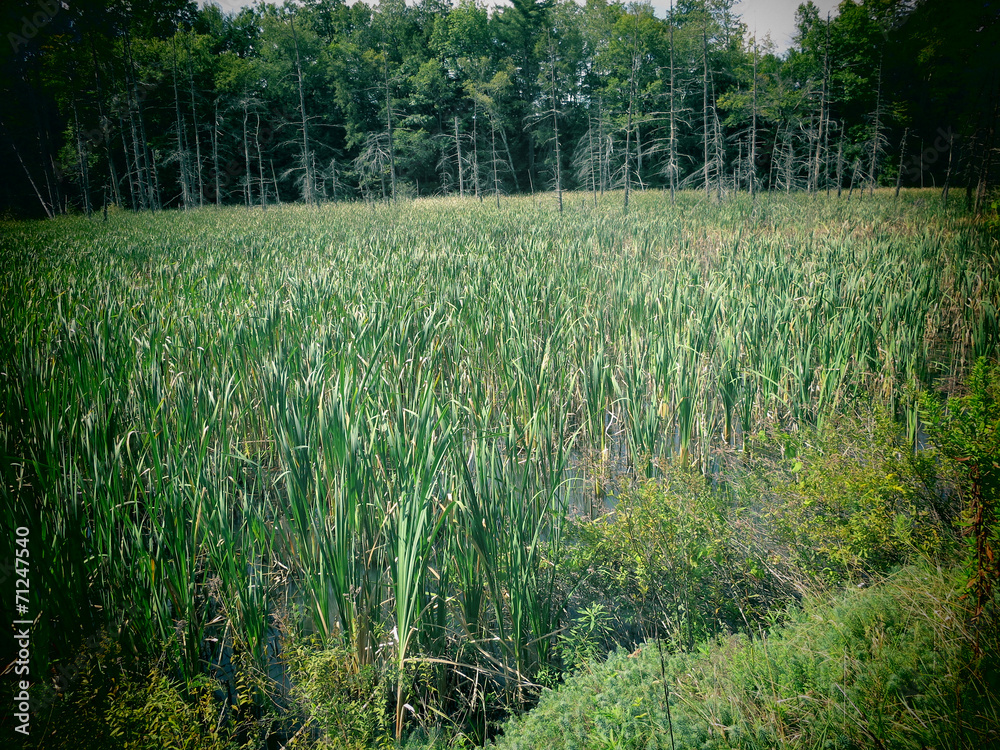 Swamp in the Berkshire Mountains of Massachusetts.