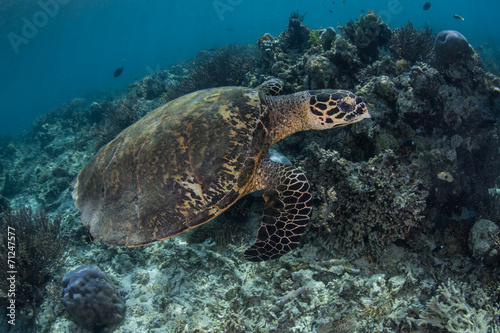 Hawksbill Sea Turtle Swimming