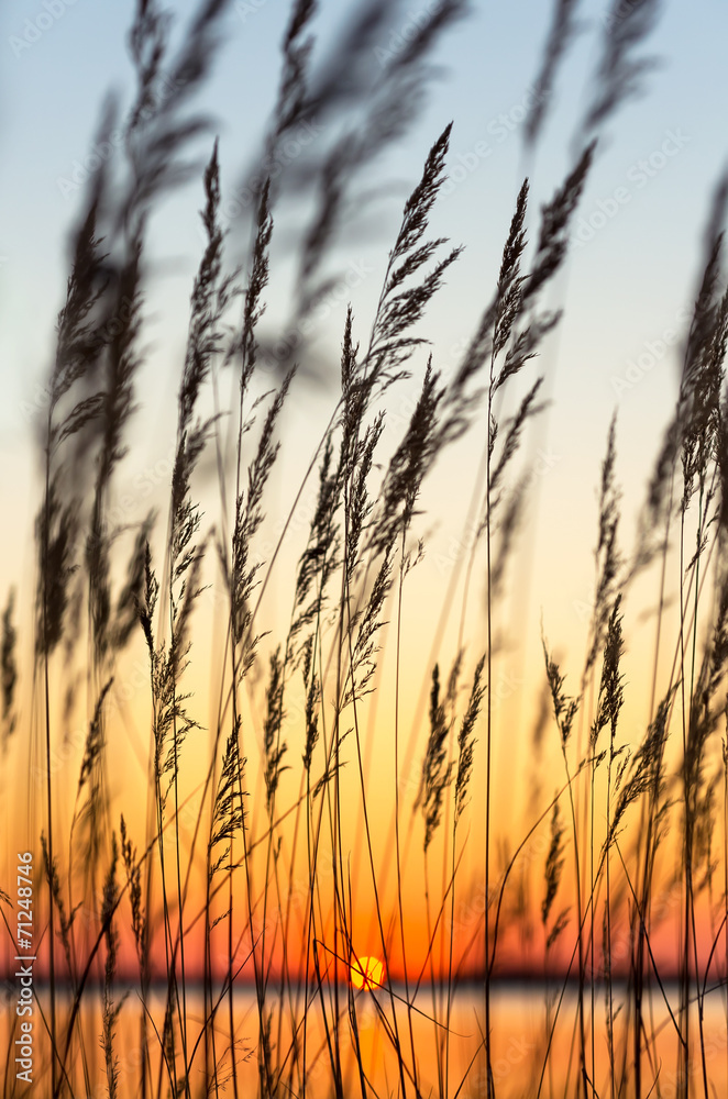 Fototapeta premium Reed against a colourful decline