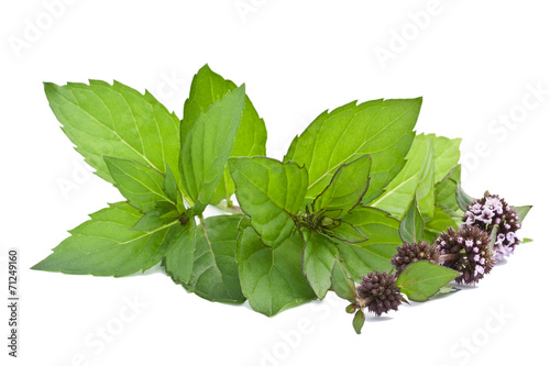 Mint with flowers isolated on white background