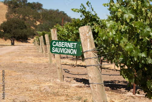 Cabernet Sauvignon grapes growing in California