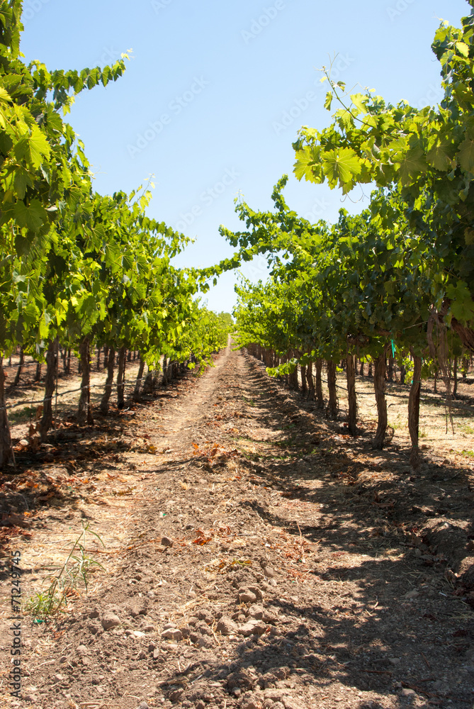 One long row in a California vineyard