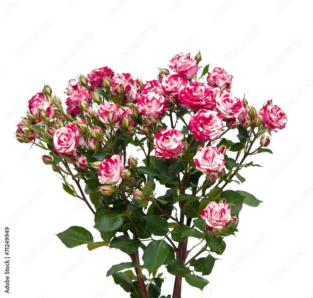 Bouquet of red-white roses, isolated on white Bouquet of red-white roses, isolated on white