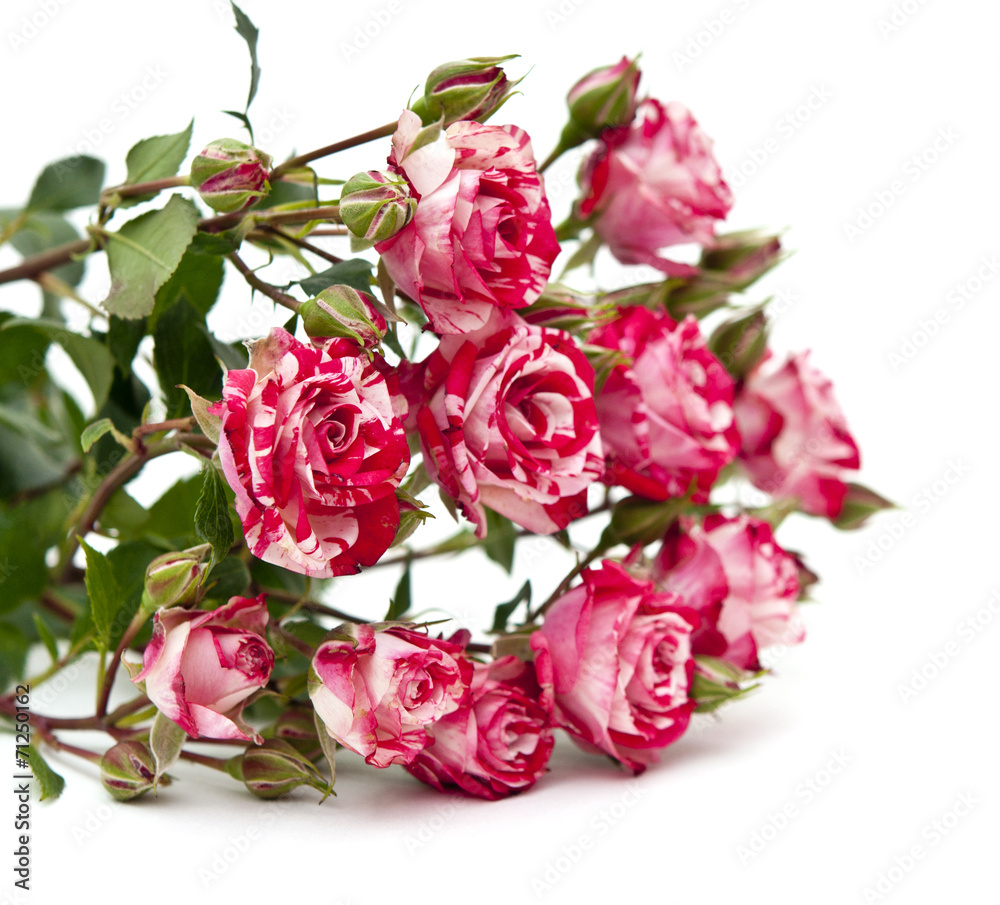 Bouquet of red-white roses, isolated on white Bouquet of red-white roses, isolated on white