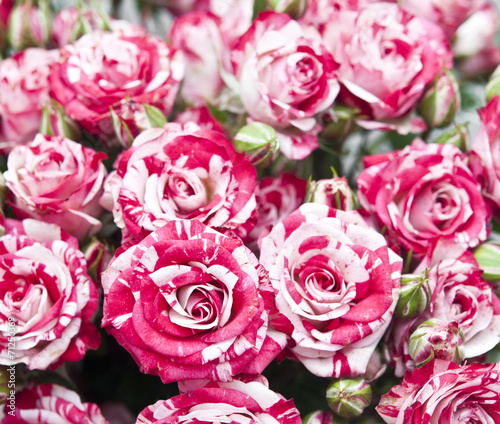 natural roses background