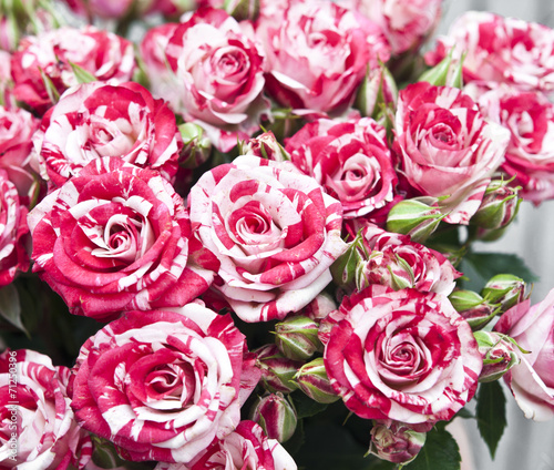 natural roses background