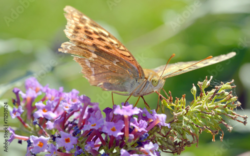 Agraulis vanillae butterfly