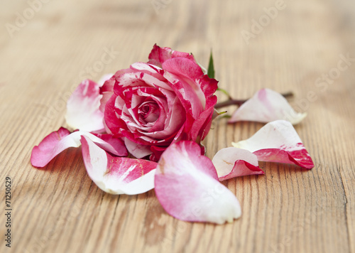 Beautiful rose flowers with petal on rustic table
