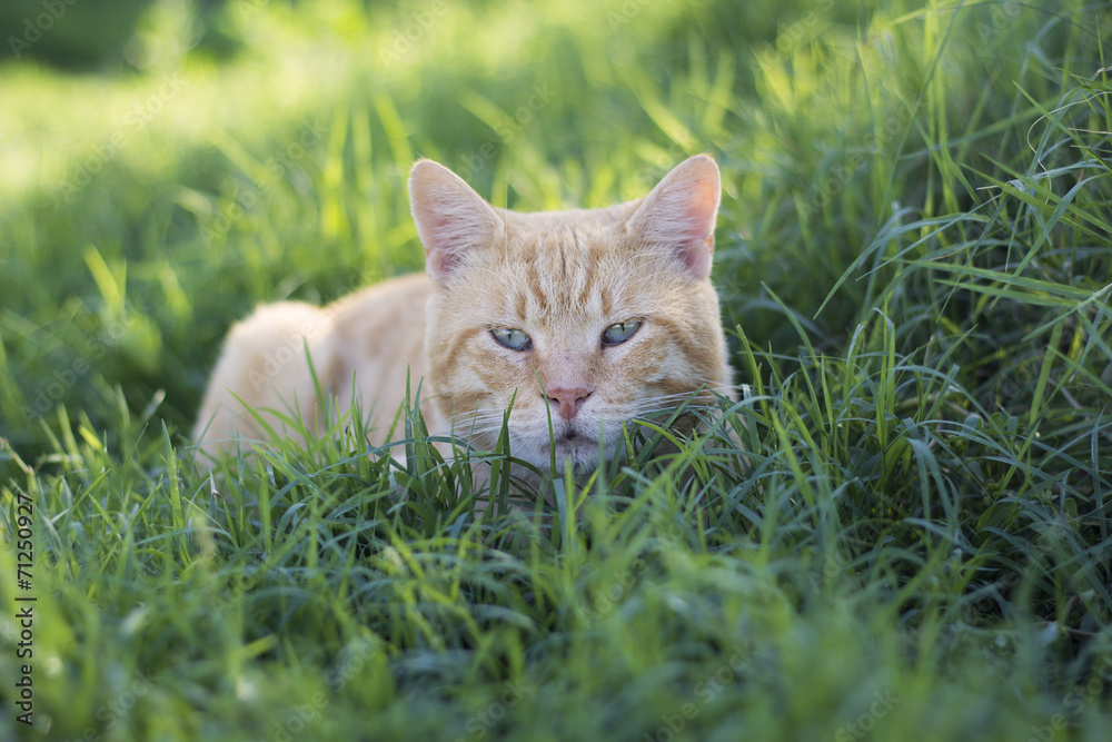 Cat between the grass with hunting look