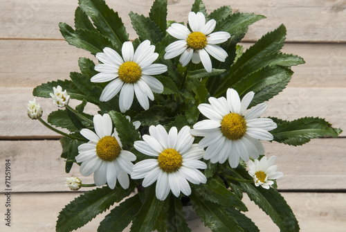 Marguerite