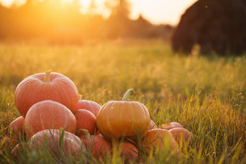 pumpkins outdoor