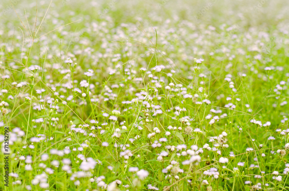 meadow and flower in natural park