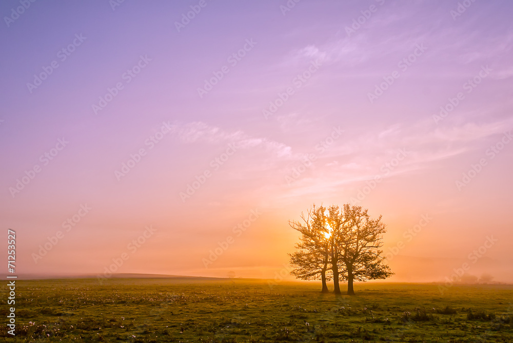 Fototapeta premium at dawn