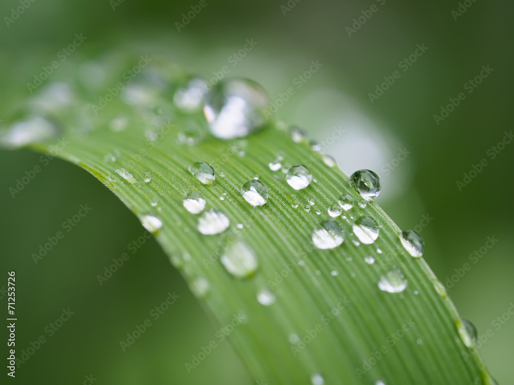 drops on plant drops on plant