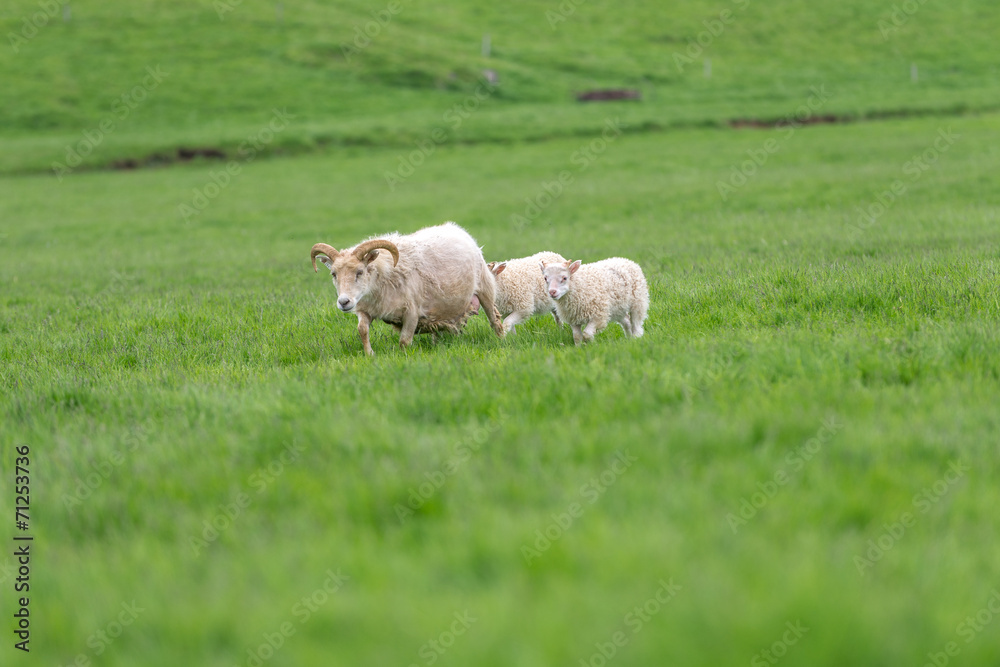 Obraz premium Icelandic sheep grazing on a green pasture in Iceland.