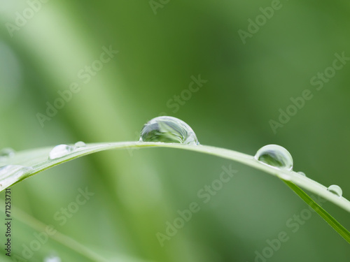 drops on plant
