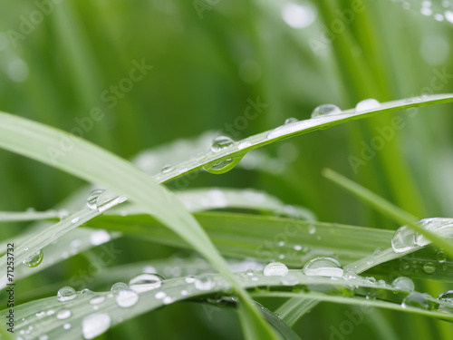 drops on plant