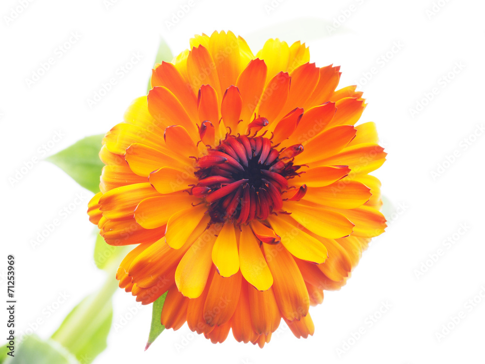 calendula on white background calendula on white background
