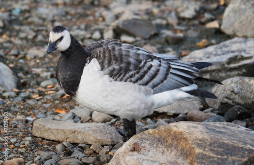 Obraz na plátně barnacle goose