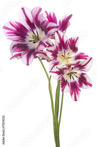 Fototapeta Naklejka Na Ścianę i Meble -  tulip