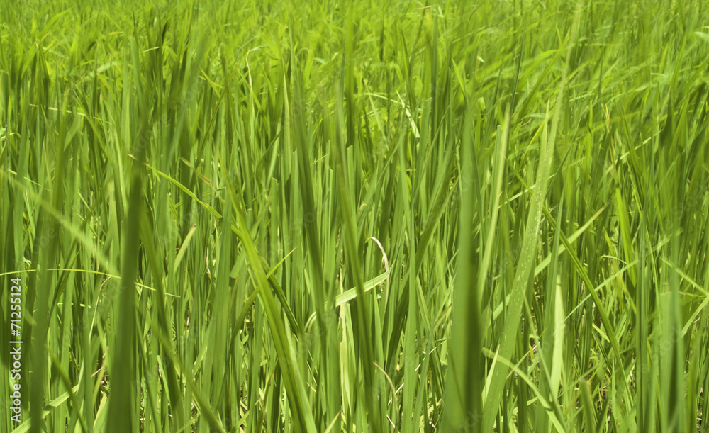 Rice and Fields Rice and Fields