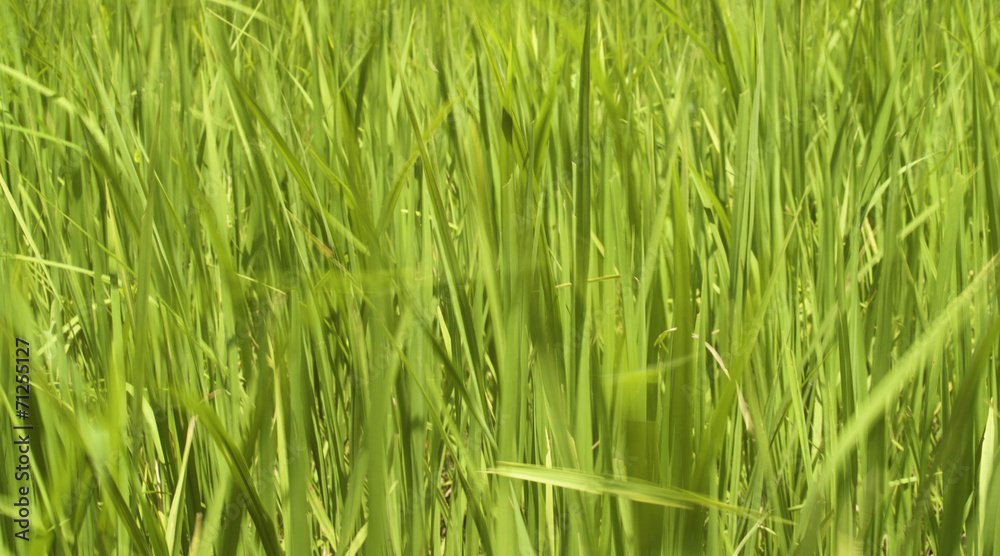 Rice and Fields