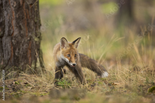 Red Fox © hitman1234