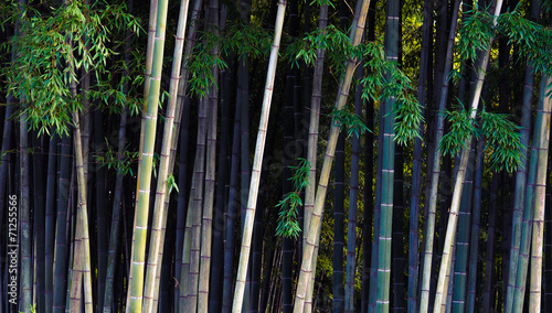 Bamboo jungle - tropical forest.