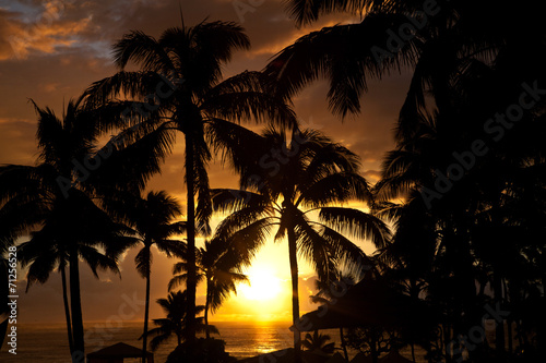 Palm trees at the ocean in Hawaii