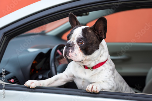 Fototapeta Naklejka Na Ścianę i Meble -  French bulldog inside the car