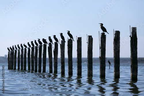 Birds sitting on pylons photo
