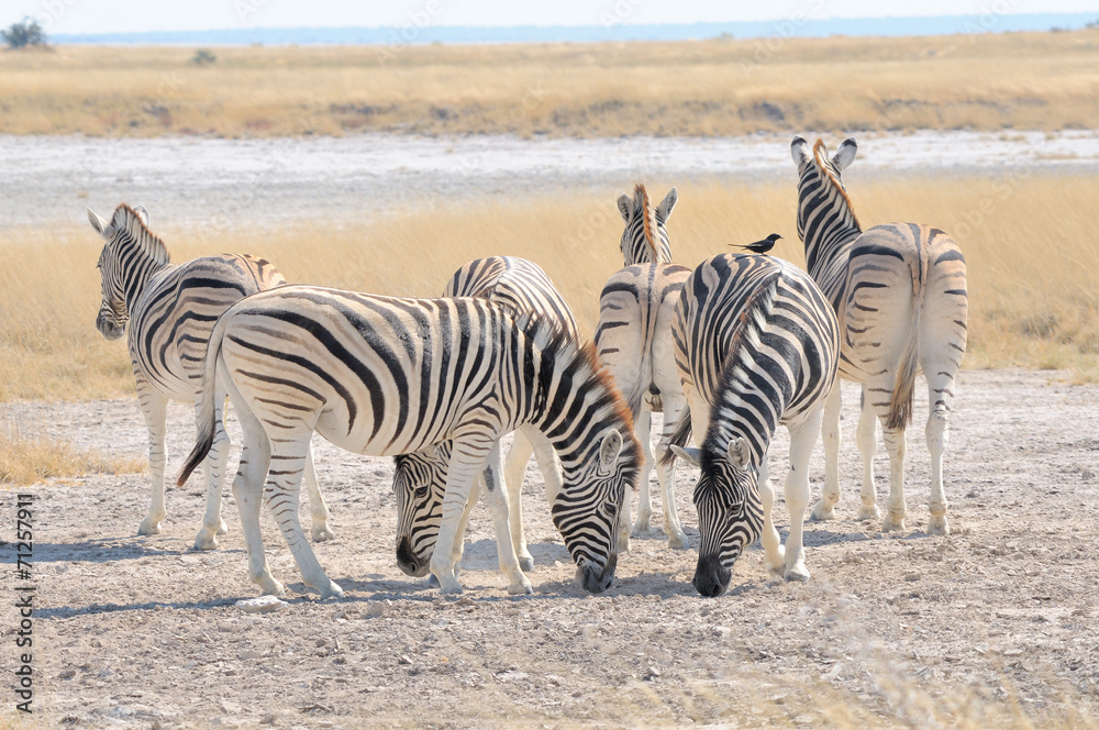 Zebras licking salt at Etosha Pan, Namibia Zebras licking salt at Etosha Pan, Namibia