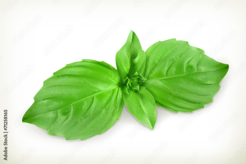 Basil leaves, vector illustration