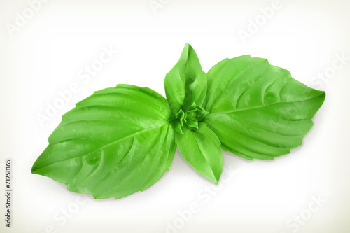 Basil leaves, vector illustration