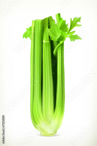 Celery, vector illustration