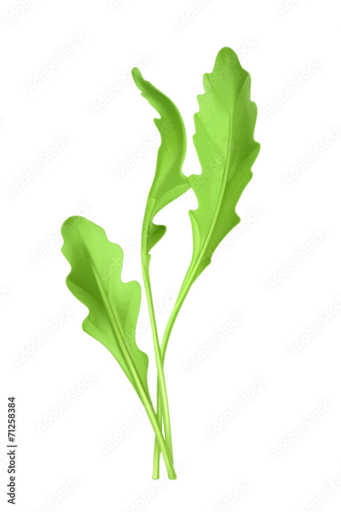 Salad rocket, vector illustration Salad rocket, vector illustration