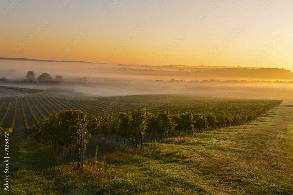 Vineyard Sunrise