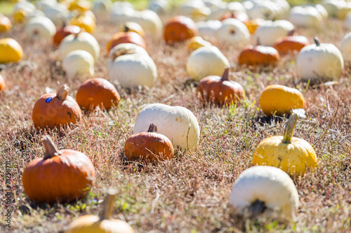 Pumpkin patch photo