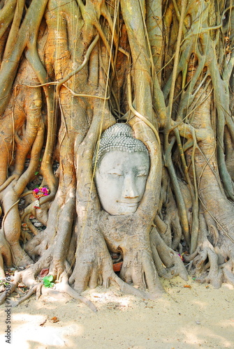 Head of Buddha statue in the tree roots at Wat Mahathat, Ayuttha © wealthy99