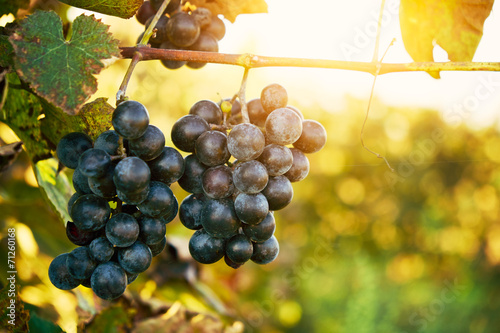 Billede på lærred Wineyard