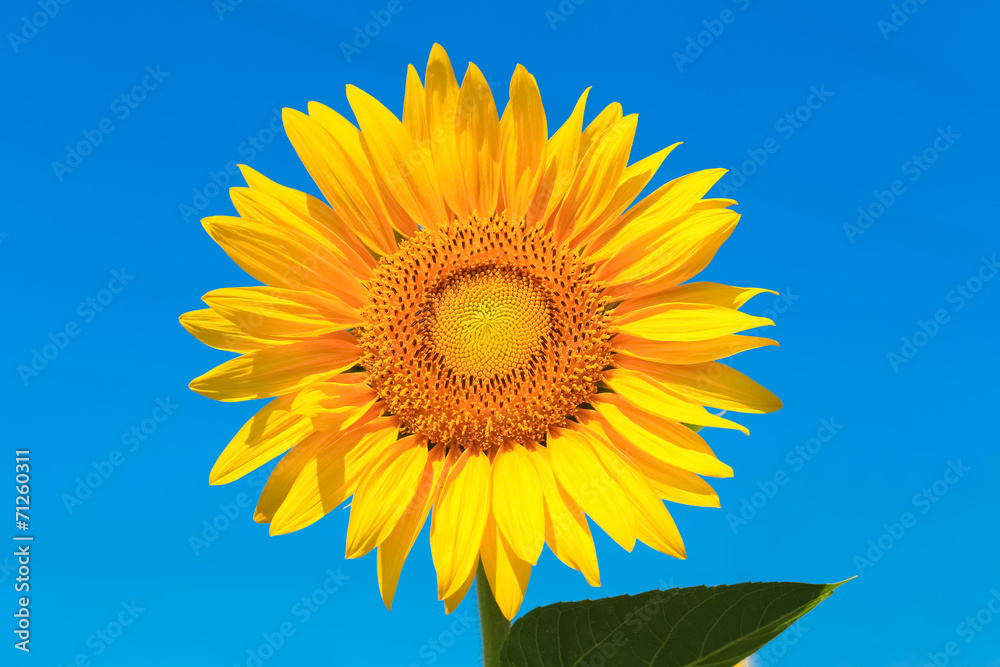 sunflower isolated with clipping path sunflower isolated with clipping path