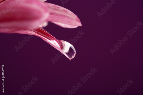 Water drop on purple flower on dark background