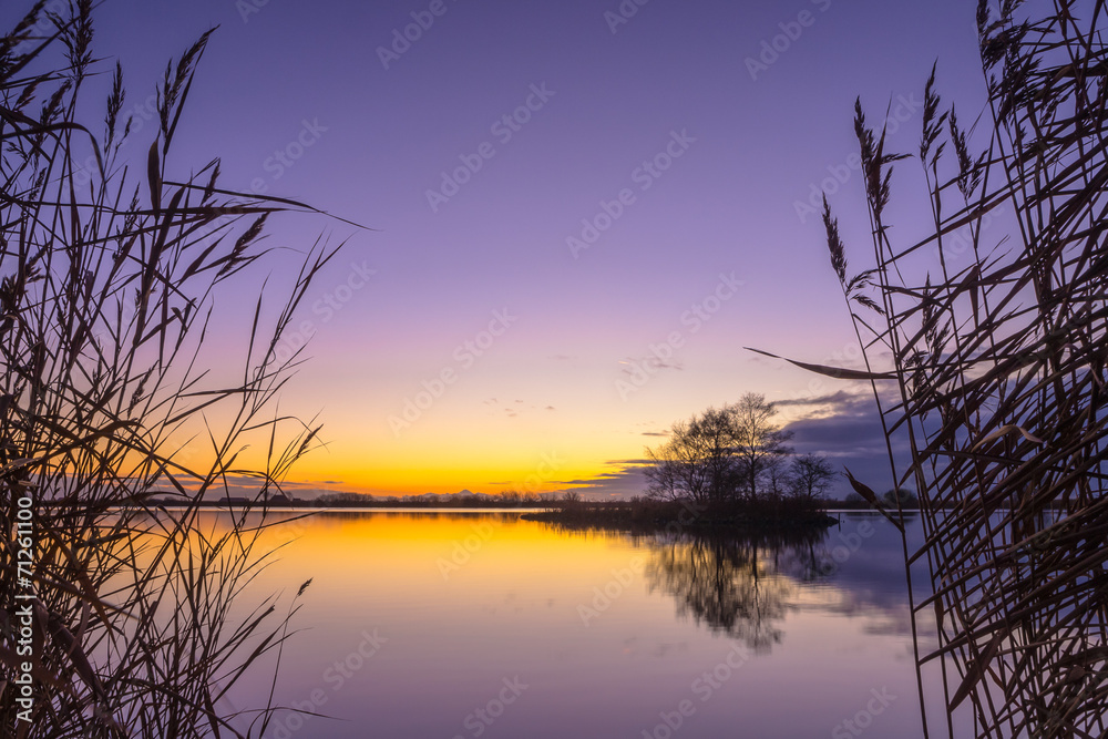 Fototapeta premium Silhouette of Reed with serene Lake during Sunset