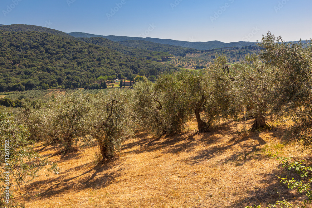 Naklejka premium Olive Plantation in Tuscany