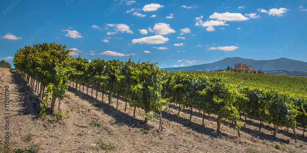 Vineyard Panorama at a Tuscany Winery Estate