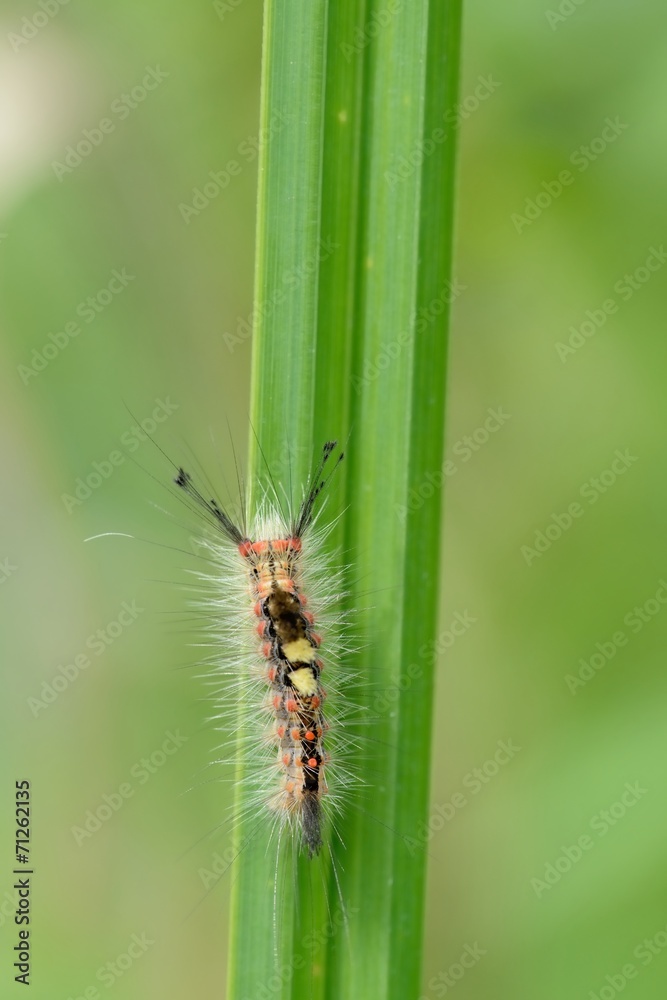Orgya antigua, caterpillar