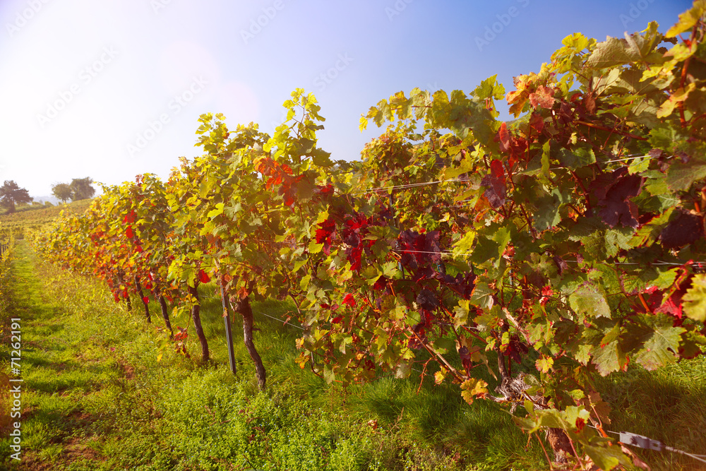 Fototapeta premium vineyard