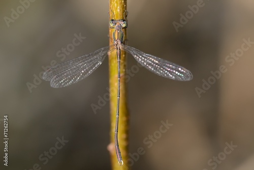 damigella (Lestes parvidens) posata su una canna palustre photo